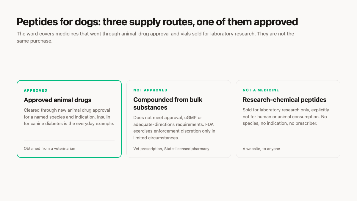 Peptides for dogs: the three supply routes compared, with only approved animal drugs cleared for use